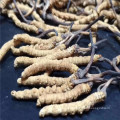 Health Supplement High Quality Dried Cordyceps Militaris Fruit Body and Cordyceps Militaris Powder